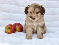 Purple Collar Red Merle Female Mini Aussiedoodle, a female Miniature Aussiedoodle for sale in Blue Ridge, GA – 5 of 8