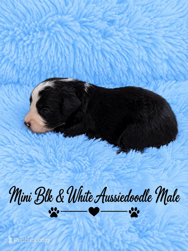Black and White Male  – Miniature Aussiedoodle puppy for sale in Blue Ridge, GA
