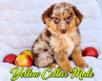 Yellow Collar Male, a male Australian Shepherd for sale in Blue Ridge, GA – 2 of 3