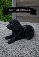 Black Male, a male Miniature Aussiedoodle for sale in Blue Ridge, GA – 2 of 3