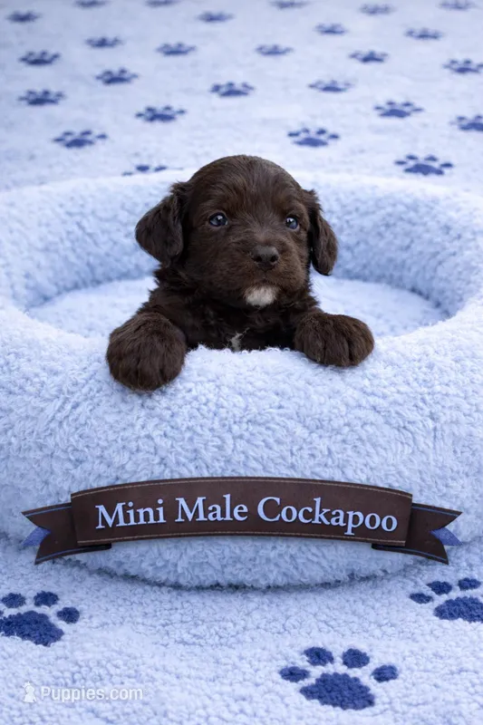 Male Light Phantom  – Cockapoo puppy for sale in Blue Ridge, GA