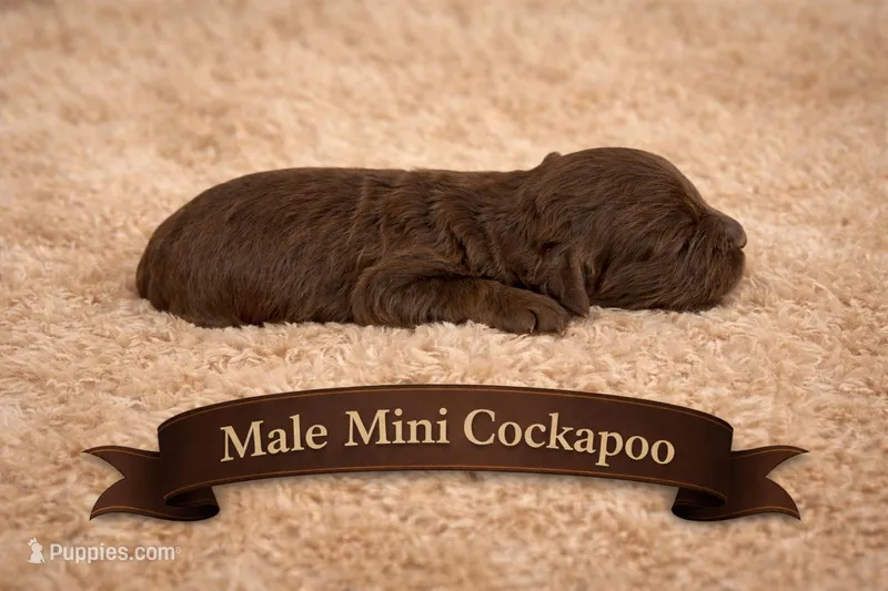 Male Light Phantom  – Cockapoo puppy for sale in Blue Ridge, GA