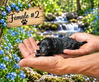 Female #2, a female Poodle - Toy  for sale in Blue Ridge, GA – 1 of 5
