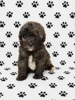 Mini Bernedoodle Male, a male Miniature Bernedoodle for sale in Blue Ridge, GA – 4 of 4