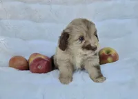 Purple Collar Red Merle Female Mini Aussiedoodle, a female Miniature Aussiedoodle for sale in Blue Ridge, GA – 3 of 8