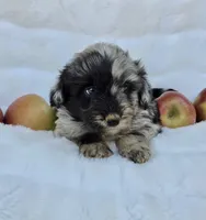 Red Collar Female Mini Aussiedoodle, a female Miniature Aussiedoodle for sale in Blue Ridge, GA – 2 of 8