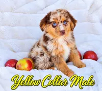 Yellow Collar Male, a male Australian Shepherd for sale in Blue Ridge, GA – 1 of 3
