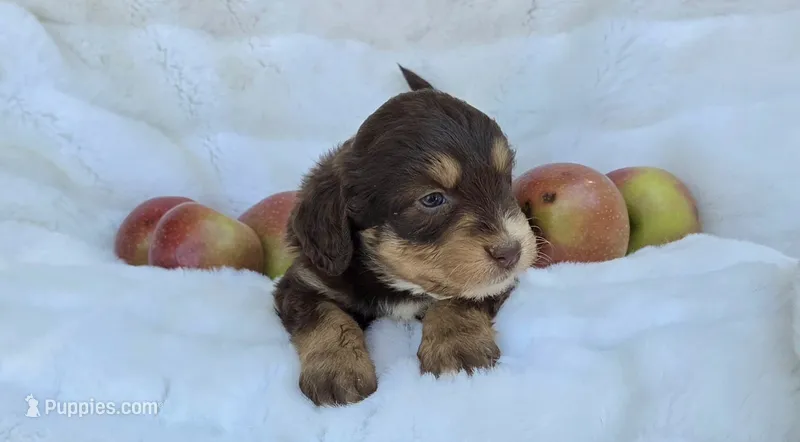 Yellow Female – Miniature Aussiedoodle puppy for sale in Blue Ridge, GA