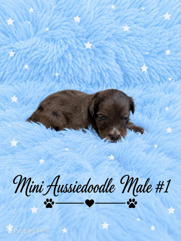 Blue Merle Male #1 – Miniature Aussiedoodle puppy for sale in Blue Ridge, GA