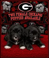 Small Mini Cockapoo’s, a female Cockapoo and Poodle - Toy  for sale in Blue Ridge, GA – 1 of 10