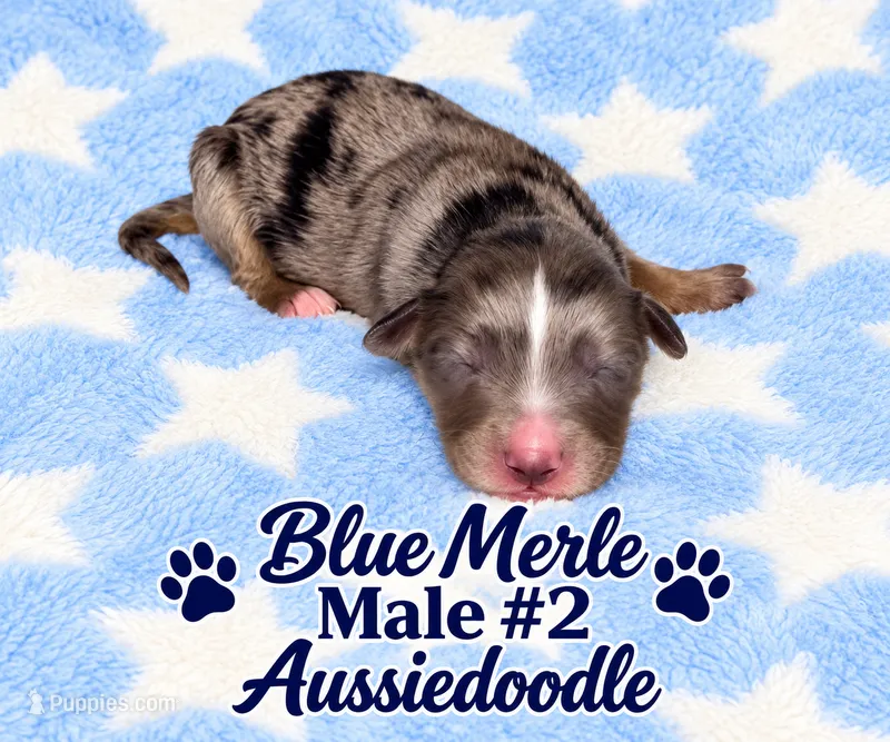 Blue Merle #2 – Miniature Aussiedoodle puppy for sale in Blue Ridge, GA