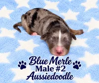 Blue Merle #2, a male Miniature Aussiedoodle for sale in Blue Ridge, GA – 1 of 4