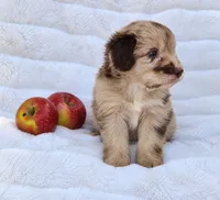 Purple Collar Red Merle Female Mini Aussiedoodle, a female Miniature Aussiedoodle for sale in Blue Ridge, GA – 6 of 8