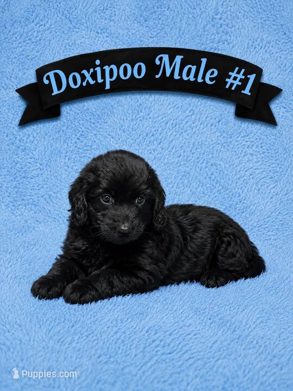 Male #1 – Doxiepoo puppy for sale in Blue Ridge, GA