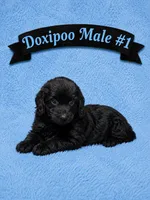 Male #1, a male Doxiepoo for sale in Blue Ridge, GA – 1 of 3