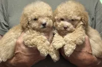 Brown Collar, a male Poodle - Toy  for sale in Blue Ridge, GA – 5 of 6