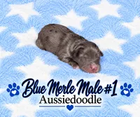 Blue Merle Male #1, a male Miniature Aussiedoodle for sale in Blue Ridge, GA – 2 of 5
