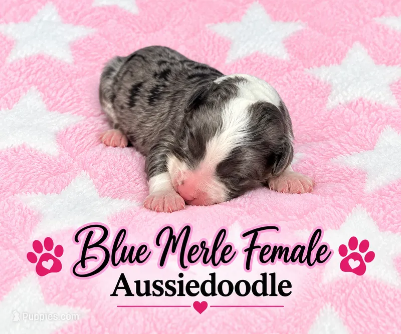 Blue Merle Female – Miniature Aussiedoodle puppy for sale in Blue Ridge, GA
