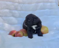 Green Male Mini Aussiedoodle, a male Miniature Aussiedoodle for sale in Blue Ridge, GA – 2 of 5