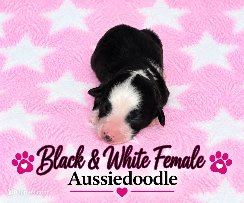 Black and white Female – Miniature Aussiedoodle puppy for sale in Blue Ridge, GA