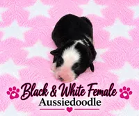 Black and white Female, a female Miniature Aussiedoodle for sale in Blue Ridge, GA – 1 of 5