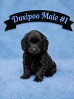 Male #1, a male Doxiepoo for sale in Blue Ridge, GA – 3 of 3
