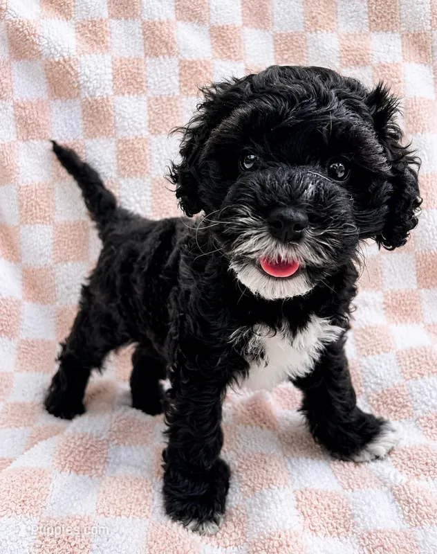Small Mini Cockapoo – Cockapoo puppy for sale in Blue Ridge, GA