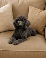 Salem, a male Poodle - Toy  for sale in Blue Ridge, GA – 1 of 4