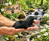 Male #1, a male Poodle - Toy  for sale in Blue Ridge, GA – 3 of 5