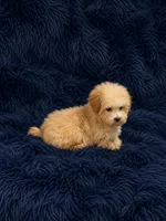 REDUCED-Black collar, a male Poodle - Toy  for sale in Blue Ridge, GA – 4 of 10