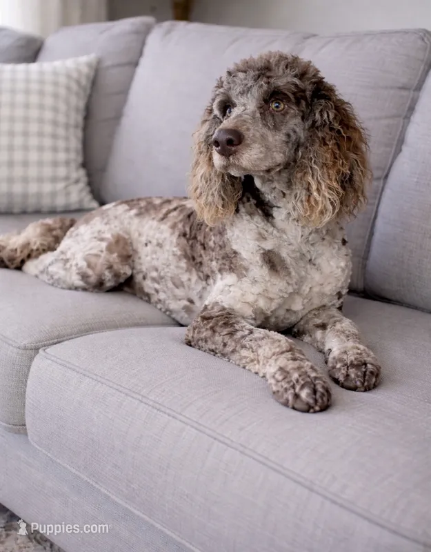 Romeo, a male Poodle - Miniature  for sale in Blue Ridge, GA – 1 of 4