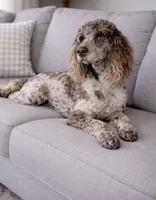 Romeo, a male Poodle - Miniature  for sale in Blue Ridge, GA – 1 of 4