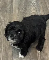 Small Mini Cockapoo, a female Cockapoo for sale in Blue Ridge, GA – 3 of 5