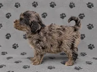 Miniature Bernedoodle Female, a female Miniature Bernedoodle for sale in Blue Ridge, GA – 3 of 6