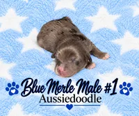 Blue Merle Male #1, a male Miniature Aussiedoodle for sale in Blue Ridge, GA – 4 of 5