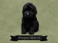 Male #3, a male Doxiepoo for sale in Blue Ridge, GA – 3 of 3