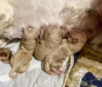 Newborn Small Mini Cockapoo’s, a female Cockapoo and Poodle - Toy  for sale in Blue Ridge, GA – 1 of 4
