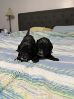 Small Mini Cockapoo’s, a female Cockapoo and Poodle - Toy  for sale in Blue Ridge, GA – 5 of 10
