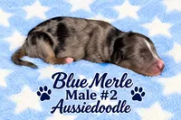 Blue Merle #2, a male Miniature Aussiedoodle for sale in Blue Ridge, GA – 3 of 4