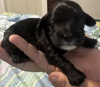 Small Mini Cockapoo Male, a male Cockapoo for sale in Blue Ridge, GA – 2 of 4