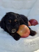 White Collar Male Mini Aussiedoodle, a male Miniature Aussiedoodle for sale in Blue Ridge, GA – 3 of 5
