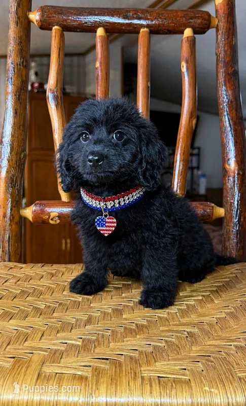 Female #1 – Doxiepoo puppy for sale in Blue Ridge, GA