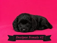 Female #2, a female Doxiepoo for sale in Blue Ridge, GA – 1 of 3