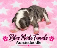 Blue Merle Female, a female Miniature Aussiedoodle for sale in Blue Ridge, GA – 5 of 6