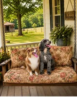 Teal Collar Female Miniature Aussiedoodle, a female Miniature Aussiedoodle for sale in Blue Ridge, GA – 5 of 6