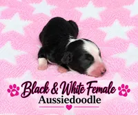 Black and white Female, a female Miniature Aussiedoodle for sale in Blue Ridge, GA – 3 of 5