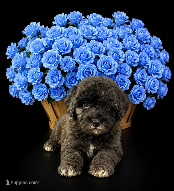 Mini Bernedoodle Male – Miniature Bernedoodle puppy for sale in Blue Ridge, GA