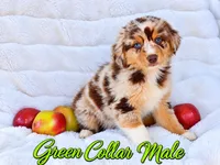 Green Collar Male, a male Australian Shepherd for sale in Blue Ridge, GA – 2 of 3