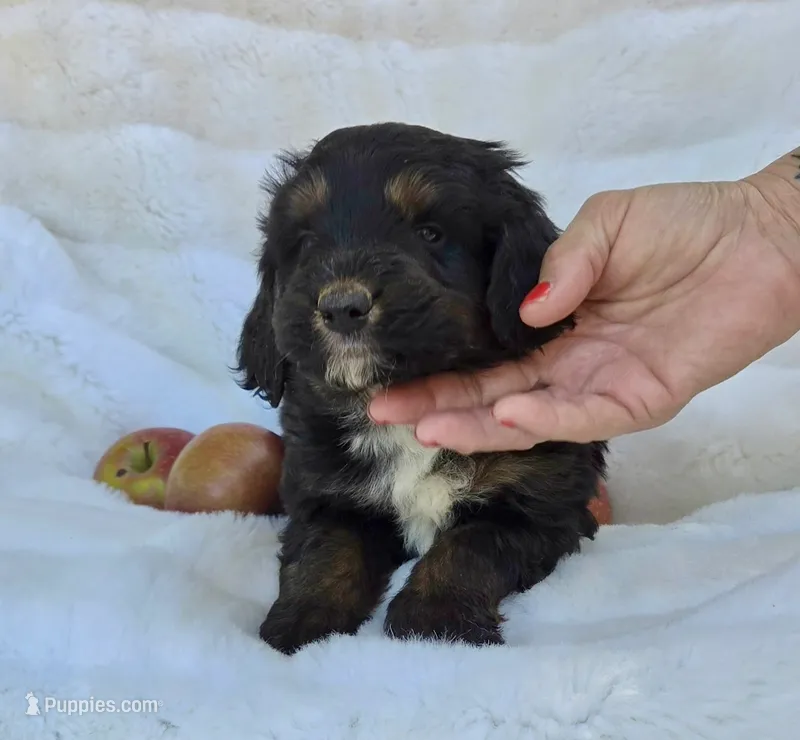 White Collar Male Mini Aussiedoodle – Miniature Aussiedoodle puppy for sale in Blue Ridge, GA