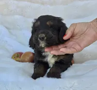 White Collar Male Mini Aussiedoodle, a male Miniature Aussiedoodle for sale in Blue Ridge, GA – 1 of 5